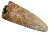 Bargain, Fossil Spinosaurus Tooth #347184-1